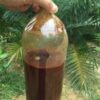 AYAHUASCA TEA FOR SALE - BOTTLED