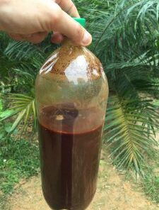 AYAHUASCA TEA FOR SALE - BOTTLED