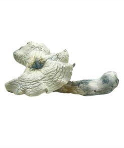 Albino Malabar Magic Mushroom