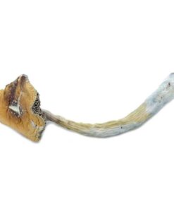 Texas Penis Envy Magic Mushroom