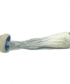 Albino Penis Envy Magic Mushroom