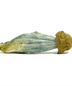 Blue Meanie Magic Mushroom