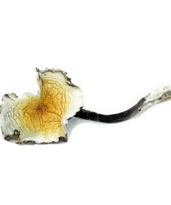 Daddy Long Legs Magic Mushroom