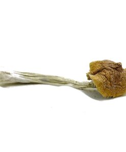 Ecuadorian Magic Mushroom