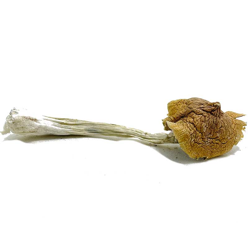 Ecuadorian Magic Mushroom