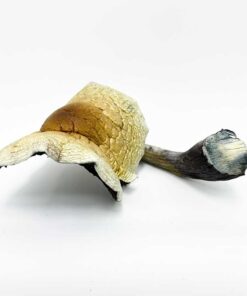 Jumbo Brazilian Cubensis Magic Mushroom