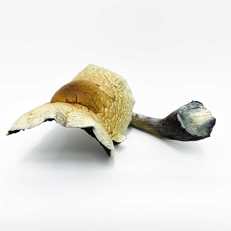 Jumbo Brazilian Cubensis Magic Mushroom