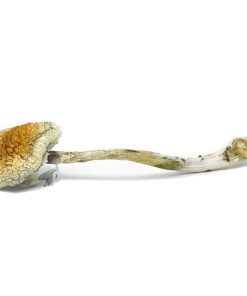 Mckennaii Magic Mushrooms