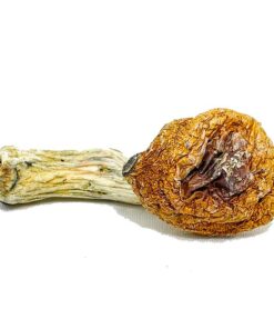 Penis Envy Supreme Magic Mushroom