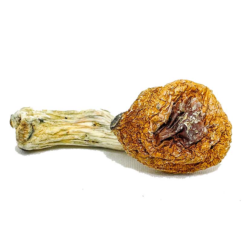 Penis Envy Supreme Magic Mushroom