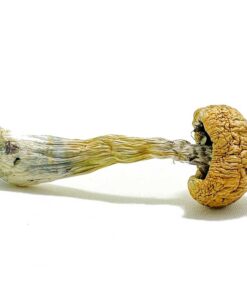 Puerto Rican Magic Mushroom