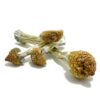 Purple Mystic Magic Mushroom