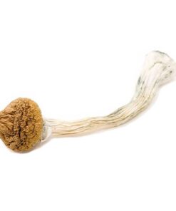 Texas Yellow Caps Magic Mushroom