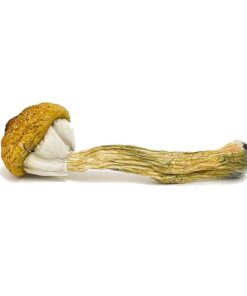 Treasure Coast Mushroom