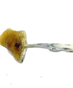 Vietnamese Magic Mushroom